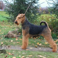 SHER TEZARIUS NATIO - SHER TEZARIUS NATIOInternational Champion, Junior Champion of Russia, Belorussia, the National Airedale Terrier Club of Russia; Champion of Russia, Belorussia, Lithuania, the National Airedale Terrier Club of Russia, 2*RKF,  4*CACIB, BIG, RBIG; HD-A, ED-0Рожд. 12.02.2015(о. Int. Ch. Flaire Matterhorn for Sher &amp; м. Int. Ch. Sher Kori Rus Star)Владелец: Романова Анна (МО, г. Щелково)